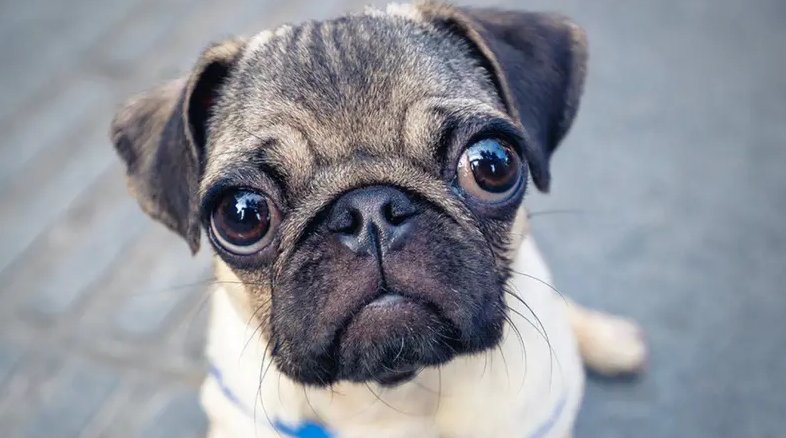 Pug: La Raza de Perro Pequeña con Gran Personalidad ¡Descubre por qué son Geniales!